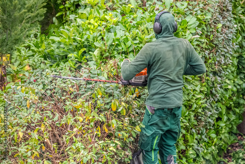 Gardener trims the hedge with hedge trimmers.