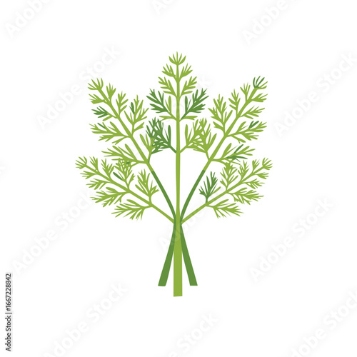 Fresh dill weed herb illustration, green leaves, cooking ingredient
