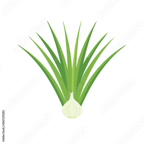 Fresh scallion with long green leaves from bulb illustration icon clip art