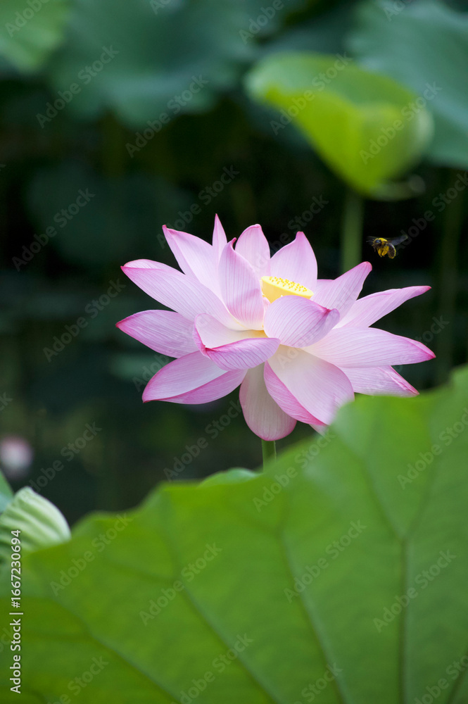 Obraz premium Ancient Origin Lotus