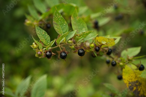 Belladonna fruits in the thuringian forest in summer