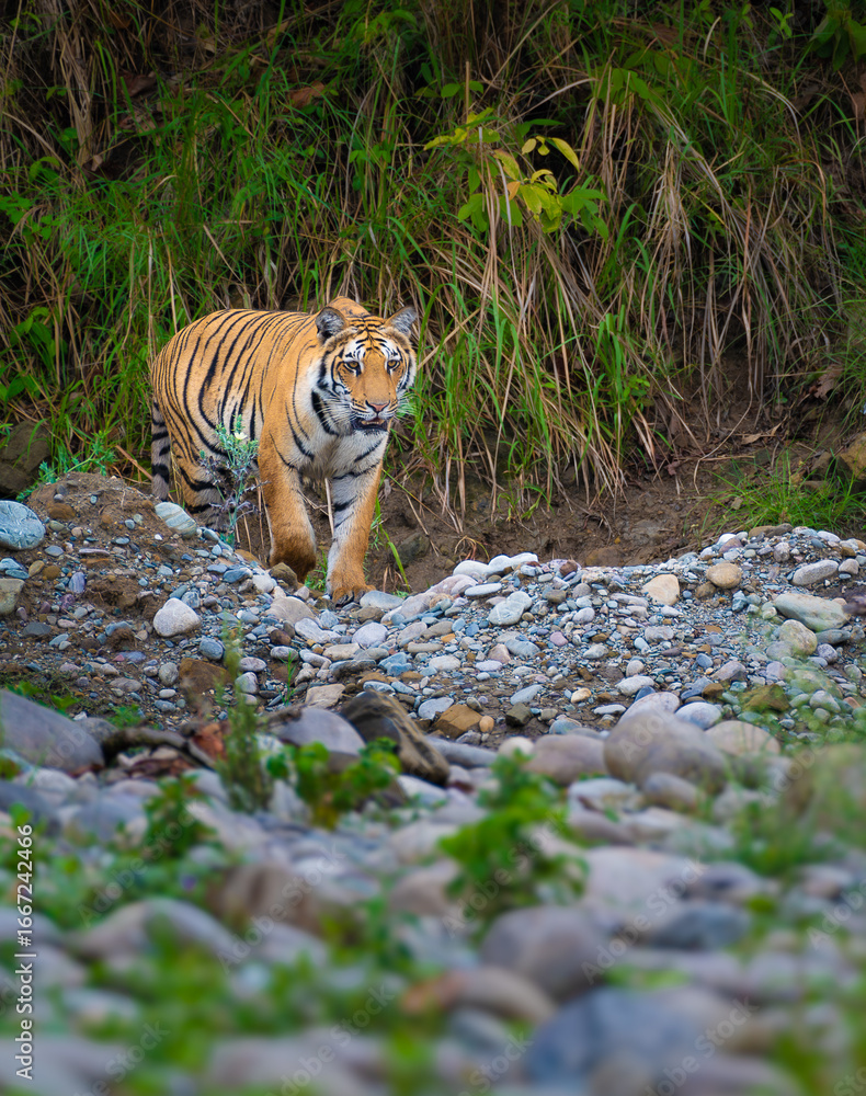 Φωτογραφία Wild Bengal tigress, daughter of Paarwali, walking confidently on riverbed stones in Corbett National Park, India