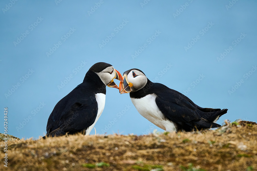 Naklejka premium Two Puffins displaying 