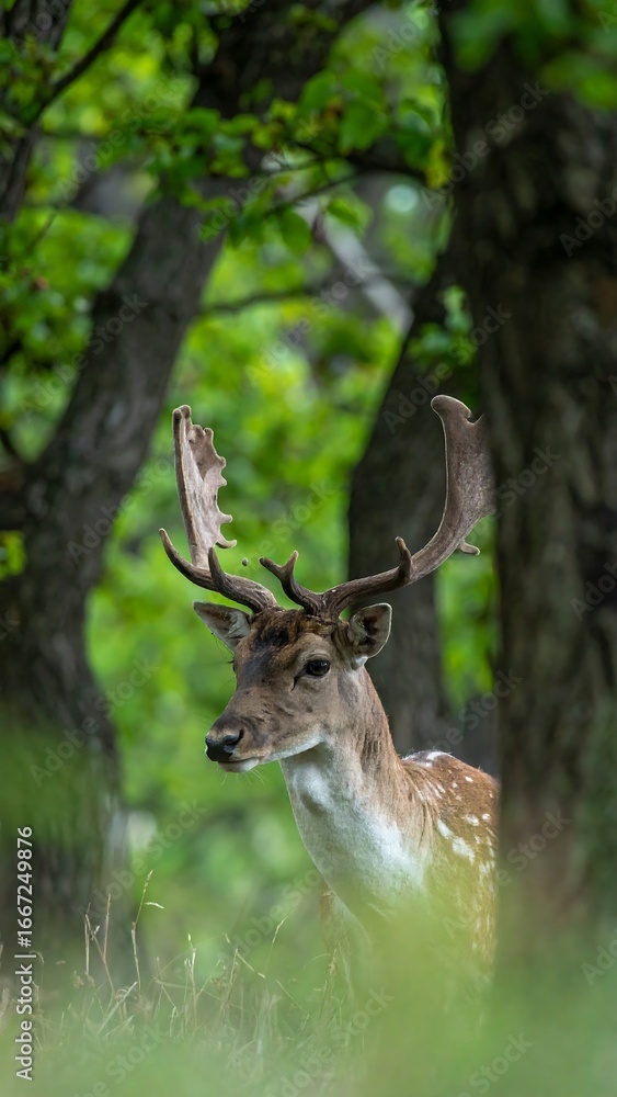 Naklejka premium Deer in forest