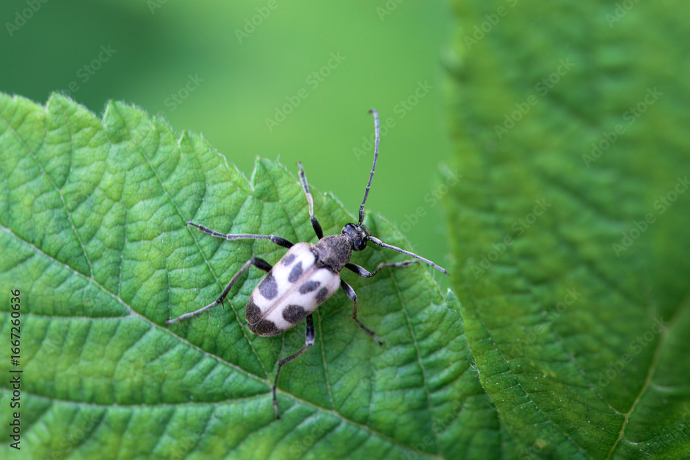 Fototapeta premium The flower longhorn beetle Pachytodes cerambyciformis