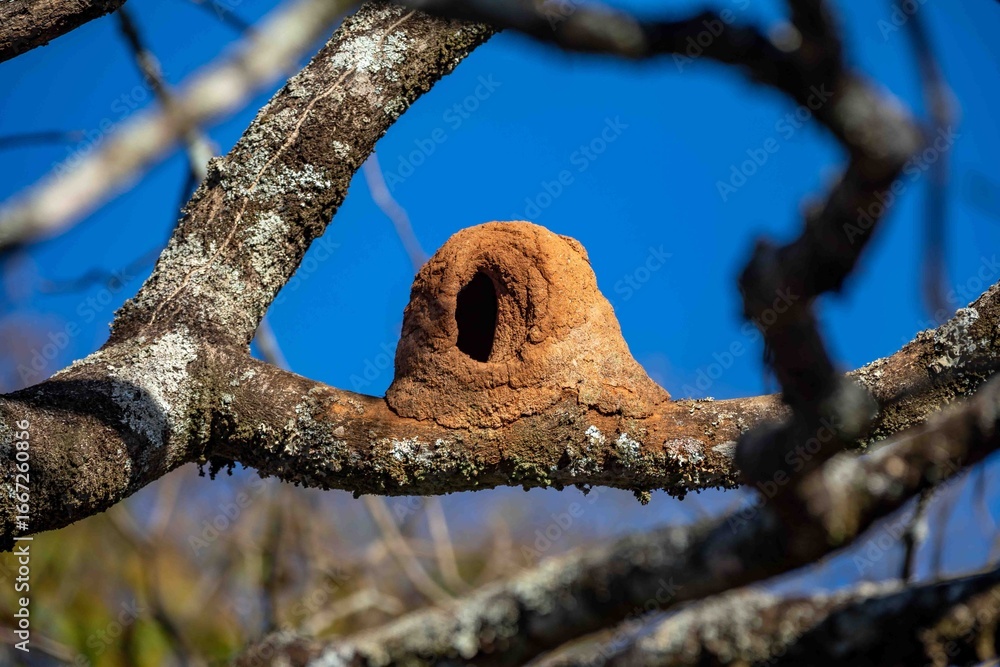 Fototapeta premium João de Barro Bird, Furnarius rufus, which makes its nest of clay. Iconic South American bird