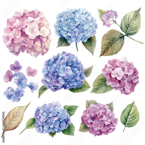 Watercolor hydrangea flower clipart collection