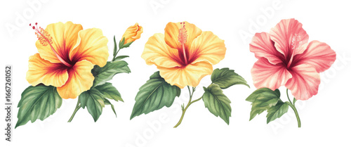 Watercolor hibiscus flowers illustration on white