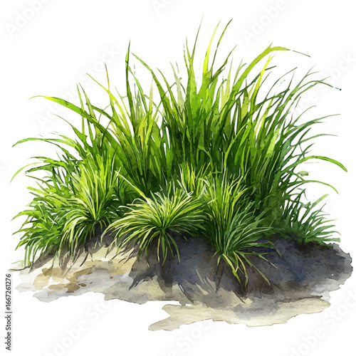 Spring Dew, watercolor vector, isolated on a white background.