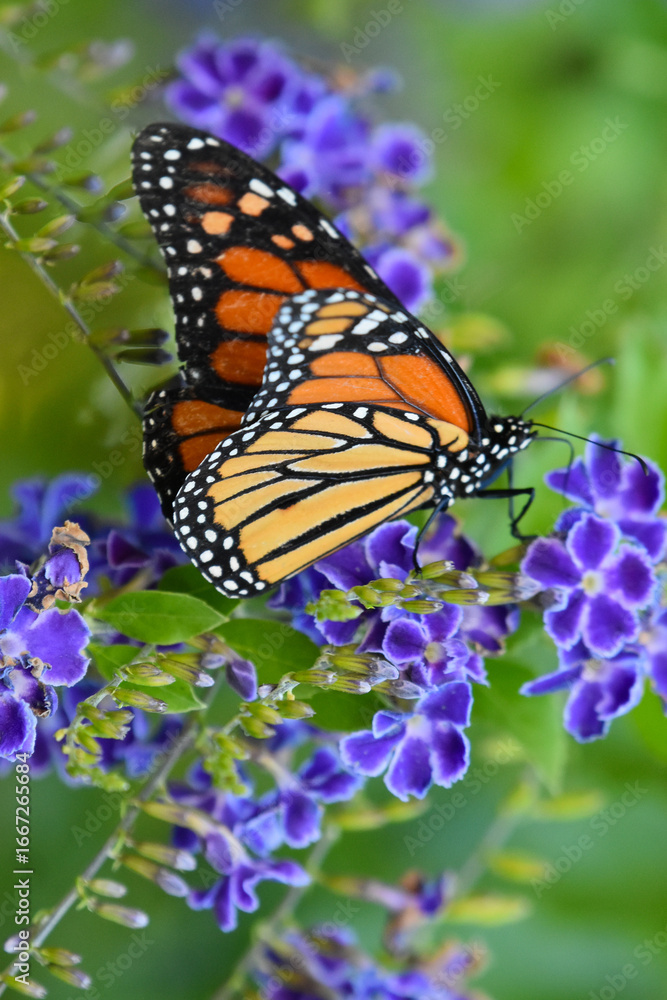 Fototapeta premium Monarch on purple flowers