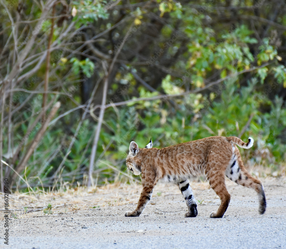 Obraz premium Cute Young Bobcat Wild Cat Profile view with striped fur walking in Forest