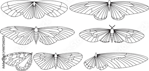 Detailed line art butterflies delicate wing patterns scientific insect study collection