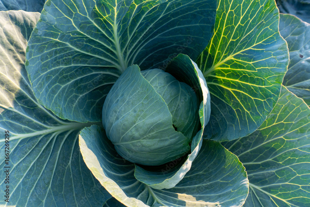 Obraz premium Fresh cabbage nestled among vibrant green lettuce leaves in a sunlight-filled garden