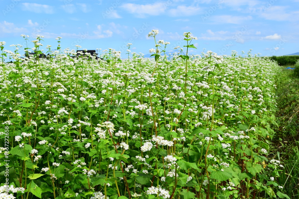 Obraz premium 蕎麦畑 小さな白い花