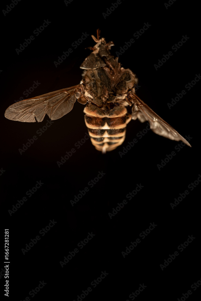 Fototapeta premium old bee insect,nacka,sverige,stockholm,sweden,,mats,summer,red