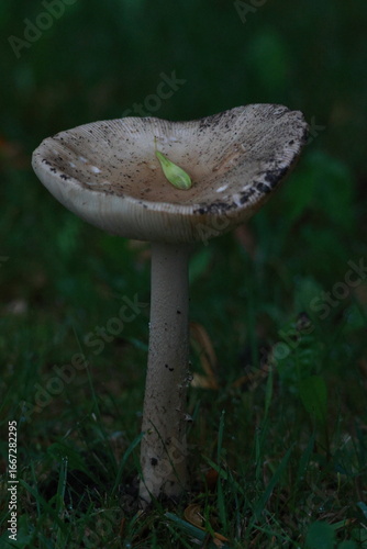 Single Mushroom