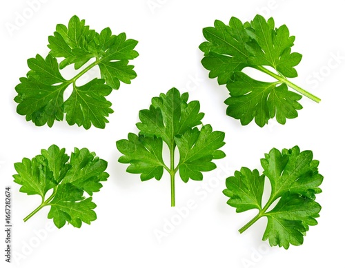 Wallpaper Mural Fresh Parsley Leaves Torontodigital.ca