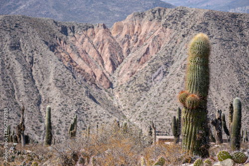 montaña colorida con cactus cielo azul soleado