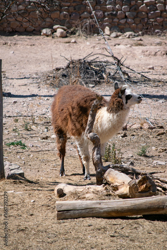 Llama comiendo pasto en una reserva natural un dia de verano soleado