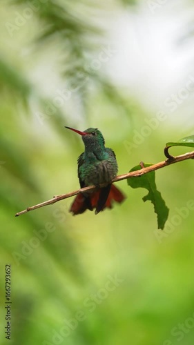 Rufous-Tailed Hummingbird Showing Colors on Tree Branch in Tropical Forest