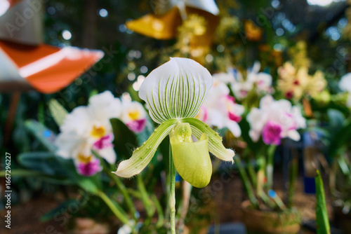 Exotic Green and White Striped Paphiopedilum Lady Slipper Orchid in Bloom