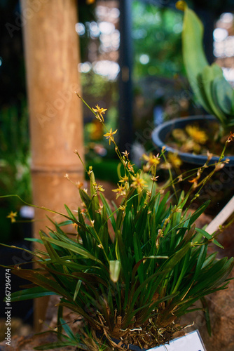 Potted Tropical Plant with Identification Tag in Botanical Garden