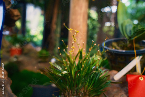 Potted Tropical Plant with Identification Tag in Botanical Garden