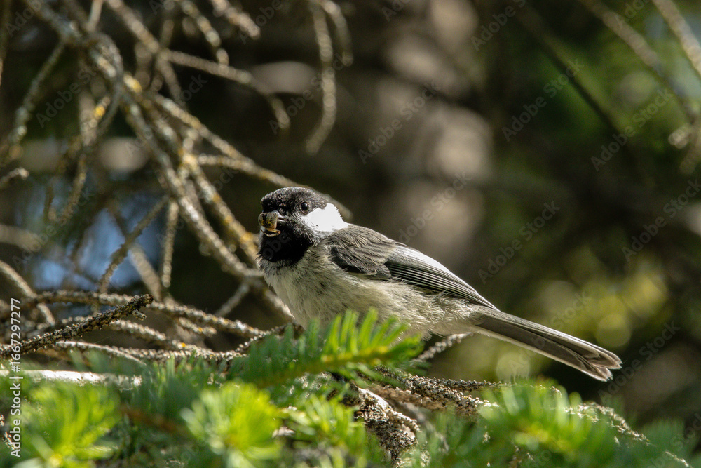 Obraz premium wild cute bird