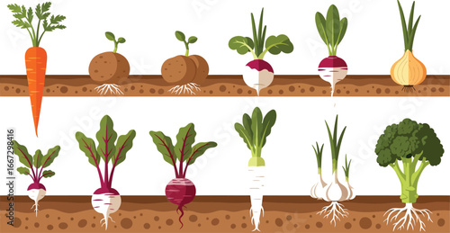 A colorful vector illustration showing various root vegetables growing in the ground, including carrots, potatoes, radishes, and beets.