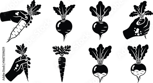 Illustration of harvesting radishes and carrots.