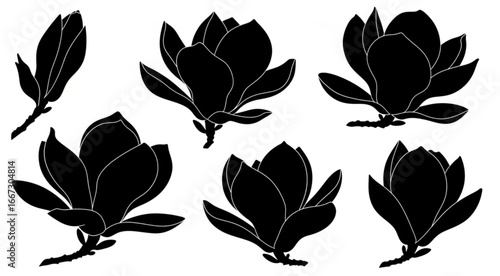 Magnolia flowers. Set of magnolia flower black silhouettes isolated on a white background. Vector illustration
