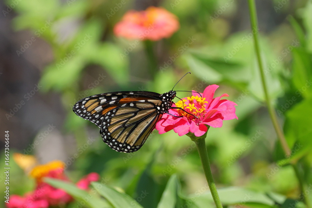 Fototapeta premium Monarch yellow and orange with white spots butterfly pollinating on pink Zinnia