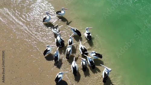 Australian pelicans on the sandy shore of Coorong National Park – captured in 4K aerial drone footage of wildlife habitats from Murray Mouth Lookout, Hindmarsh Island, Goolwa, South Australia