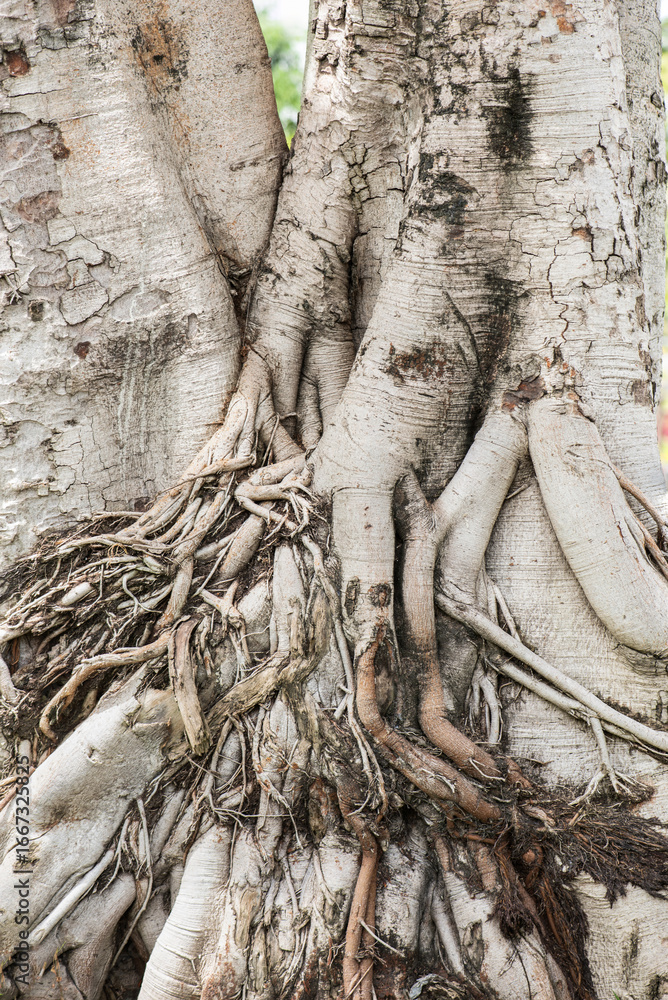 Texture with roots of ficus religiosa, Living art from natural background. Texture with roots of ficus religiosa, Living art from natural background.