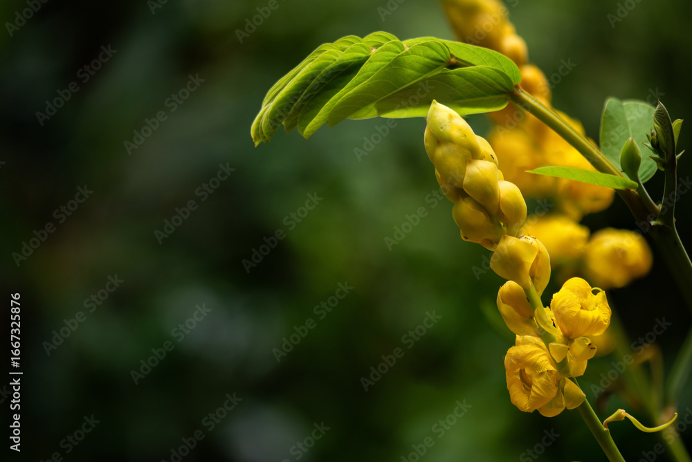 Fototapeta premium Senna alata branch flowers on natural background.