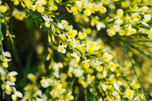 Blooming yellow flowers of Cytisus scoparius, Scotch broom