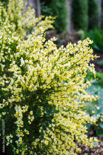 Blooming yellow flowers of Cytisus scoparius, Scotch broom