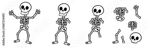 Vector illustration of halloween spooky skeleton in black and white along with various bone separation on an isolated white background