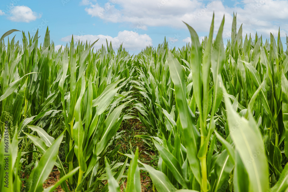 Obraz premium Rows of young corn growing in farm field under cloudy sky