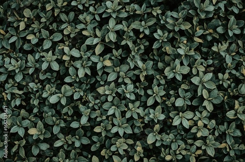 Lush green foliage hedge texture background