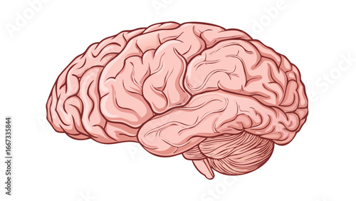 human brain 