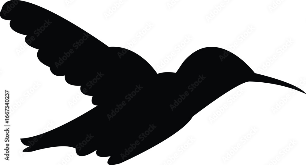 Obraz premium Flying Amethyst woodstar bird Silhouette Design And Vector Illustration. 
