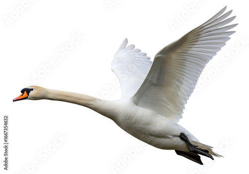 A graceful swan soars through a dark night sky, its magnificent wings outstretched in flight.
