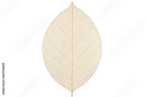 Preserved delicate leaf showing intricate veins on transparent background