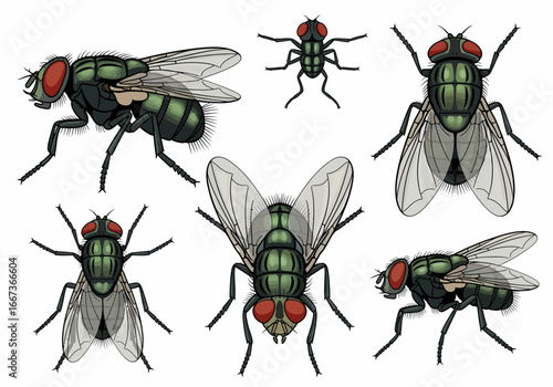 Green Bottle Fly Illustration Collection