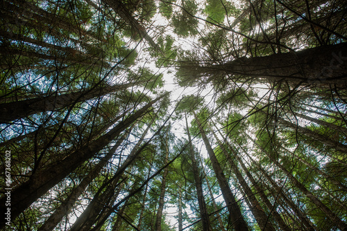 View looking up at tall trees with sky and light peaking and beaming through