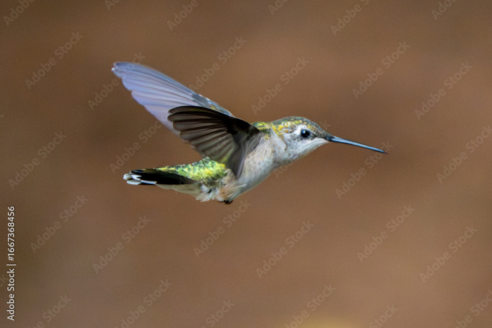 Fototapeta premium Isolated Bird in flight in summer.