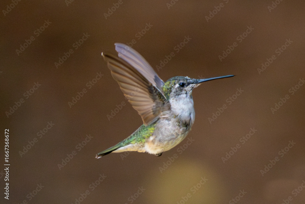 Fototapeta premium hummingbird in flight