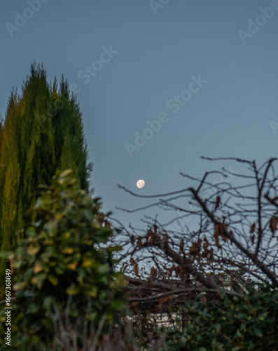 Big moon in blue sky near branches and trees