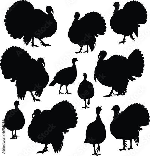 Turkey bird silhouettes, farm animal vector illustration, poultry graphic art, wild turkey shapes, domestic fowl shadow, Thanksgiving holiday design elements